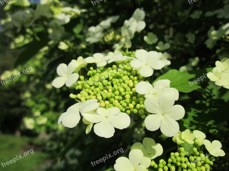 Viburnum Opulus Guelder-rose Shrub Flora Botany