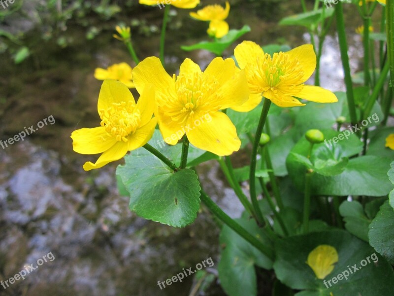 Ranunculaceae Wildflower Yellow Blooming Inflorescene