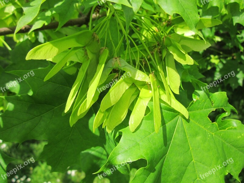 Acer Platanoides Norway Maple Tree Fruit Flora