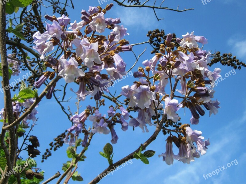 Paulownia Tomentosa Empress Tree Princess Tree Foxglove Tree Tree