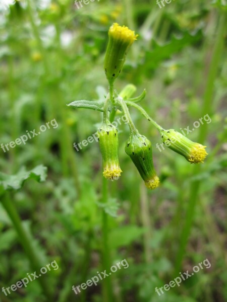 Senecioneae Wildflower Flora Botany Macro