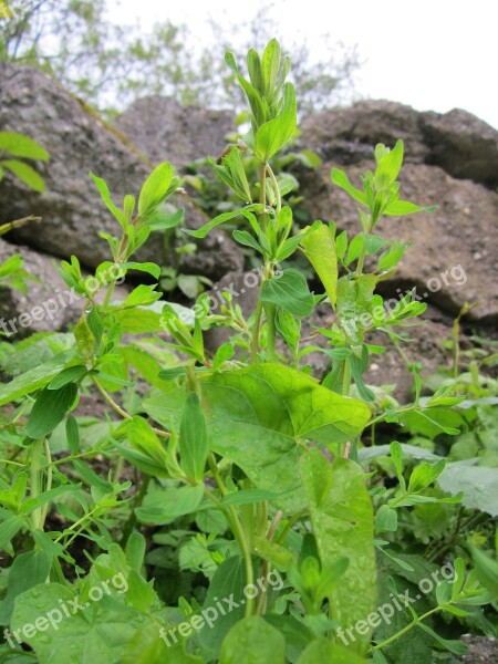 Hypericum Perforatum Perforate St John's-wort Common Saint John's Wort St John's Wort Wildflower