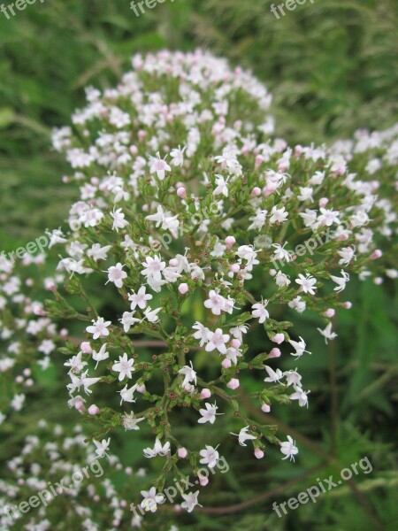 Valeriana Officinalis Garden Valerian Garden Heliotrope All-heal Valerian