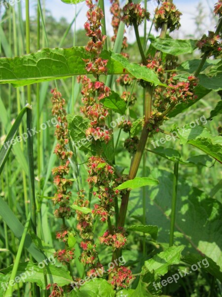 Rumex Obtusifolius Broad-leaved Dock Bitter Dock Bluntleaf Dock Dock Leaf