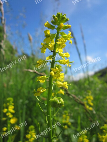 Barbarea Vulgaris Bittercress Herb Barbara Rocketcress Yellow Rocketcress