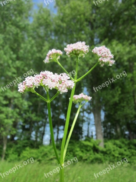 Valeriana Officinalis Garden Valerian Garden Heliotrope All-heal Wildflower