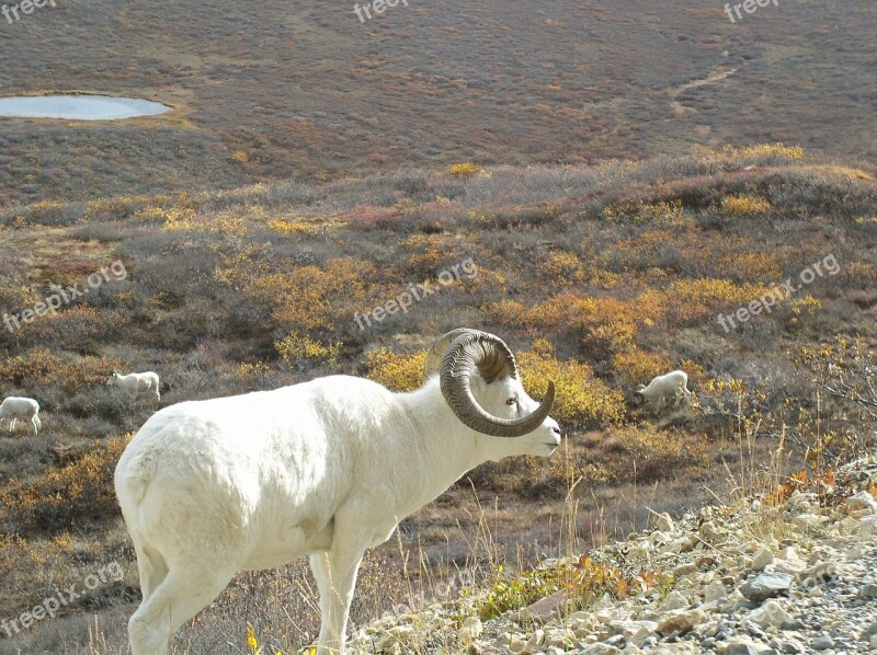 Dall Sheep Mountains Landscape Scenic Wildlife