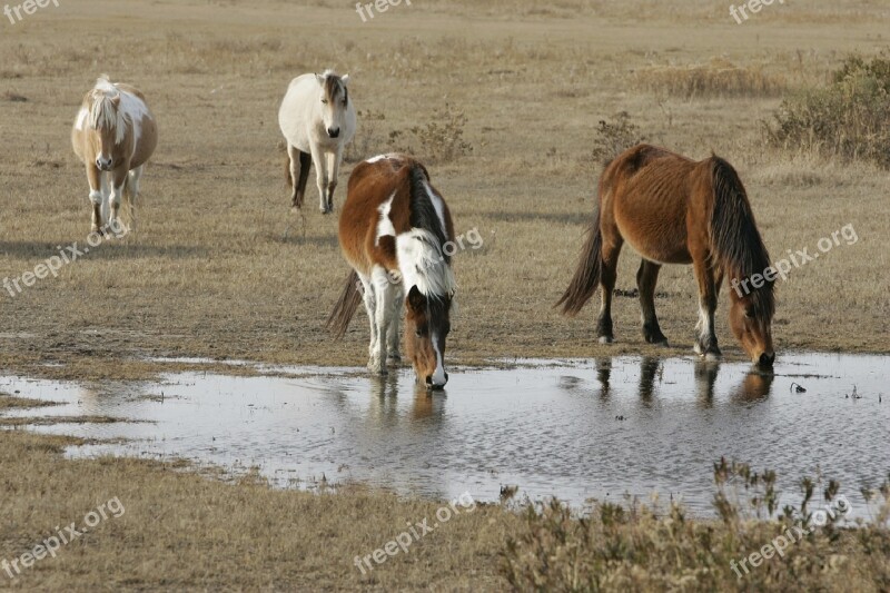 Wild Horses Chincoteague Island Beach Wildlife