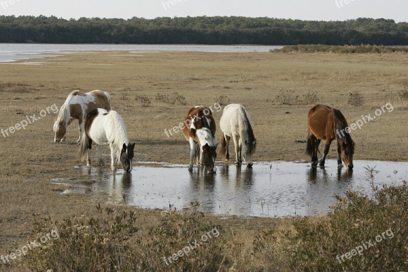 Wild Horses Assateague Island Beach Wildlife Nature