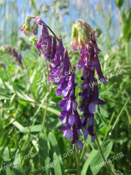 Vicia Cracca Tufted Vetch Cow Vetch Bird Vetch Boreal Vetch