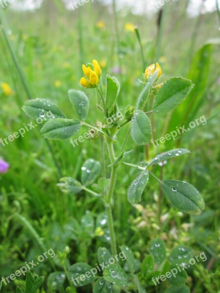 Medicago Minima Bur Medick Little Bur-clover Little Bur Medick Little Medick