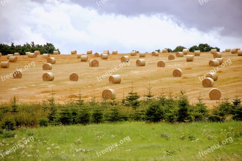 Straw Bales Harvest Agriculture Straw Cereals