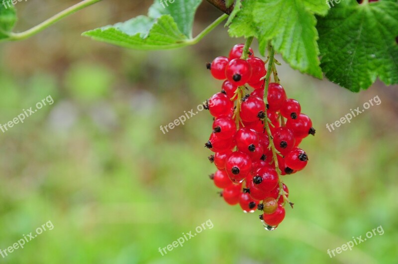 Currants Fruit Garden Fruits Berries