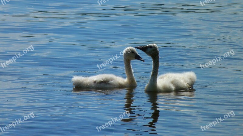 Swan Swans Young Swans Schwimmvogel Water Bird