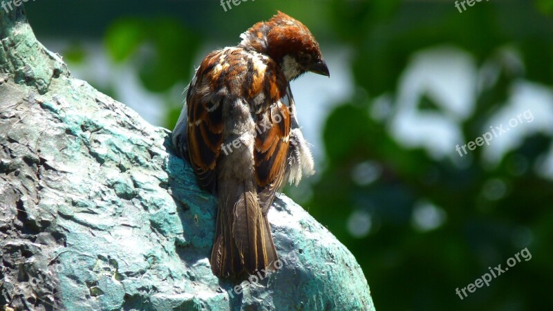 Sperling Sparrow Close Up Bird Animal