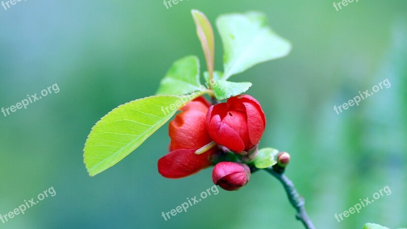 Berry Plant Nature Crop Snow Berry