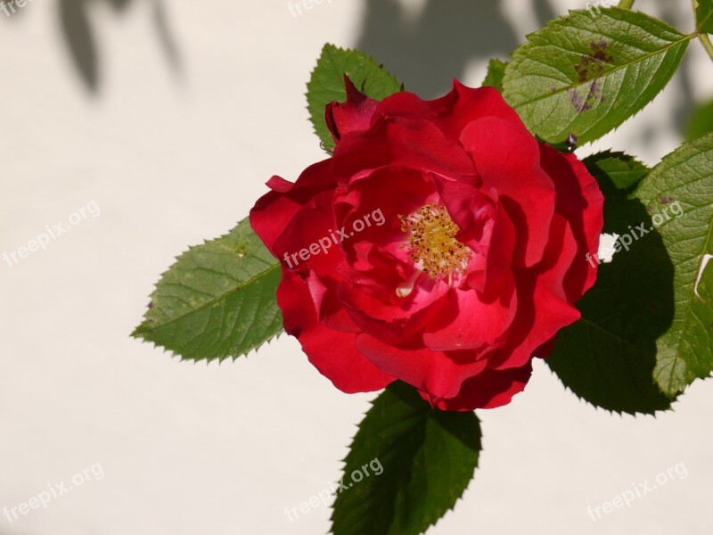 Rose Flower Red Rose Bloom Free Photos