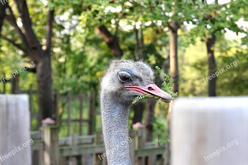 Ostrich Beak Bird Wildlife Head