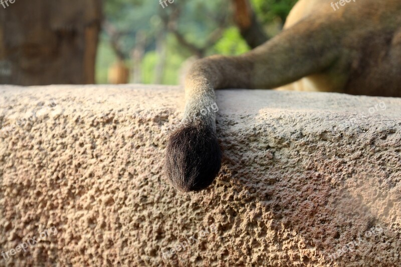 Lion Tail Tail Lion Sitting Hair