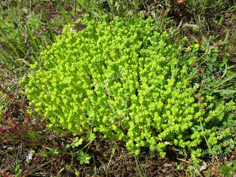 Sedum Acre Goldmoss Stonecrop Mossy Stonecrop Goldmoss Sedum Biting Stonecrop