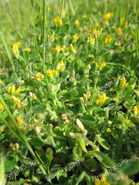 Medicago Lupulina Black Medick Nonesuch Hop Clover Wildflower