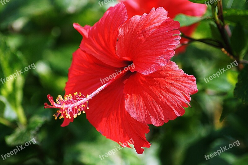 Flowers Red Hibiscus Plant Nature