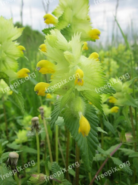 Rhinanthus Alectorolophus Greater Yellow Rattle Wildflower Flora Botany