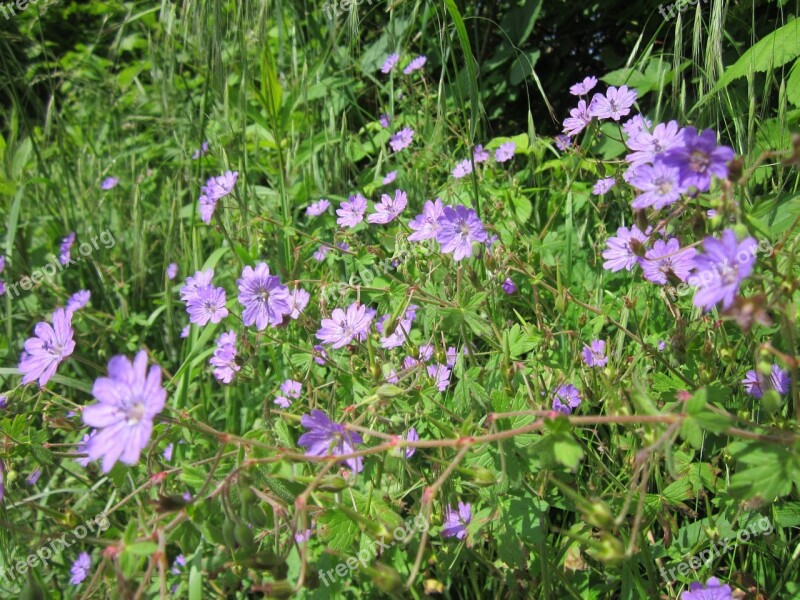 Geranium Pyrenaicum Wildflower Flora Botany Plant