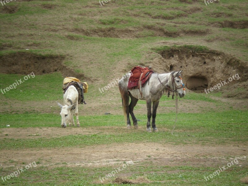 Horses Hills Nature Landscape Green