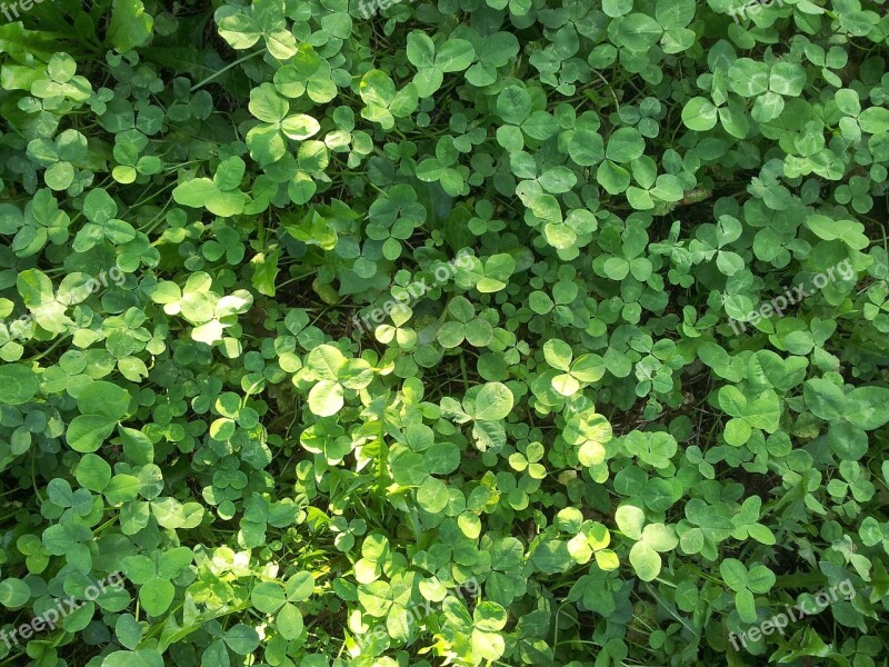 Clover Green Prato Luck Nature