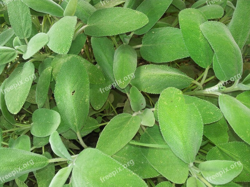 Sage Garden Spices Kitchen Leaves