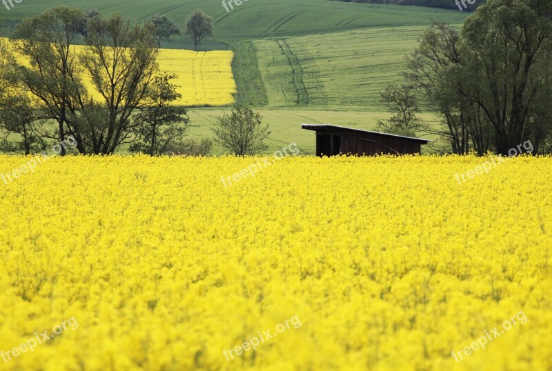 Oilseed Rape Field Yellow Landscape Field Of Rapeseeds