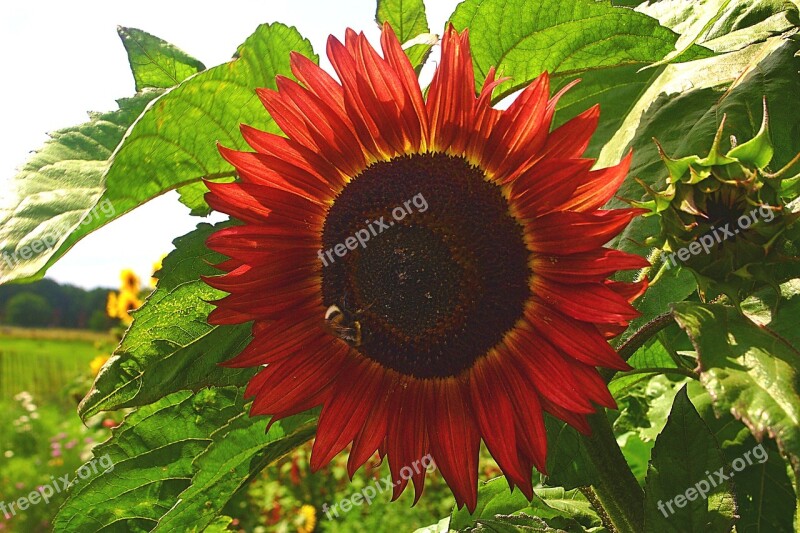 Red Sunflower Garden Summer Petals Bloom