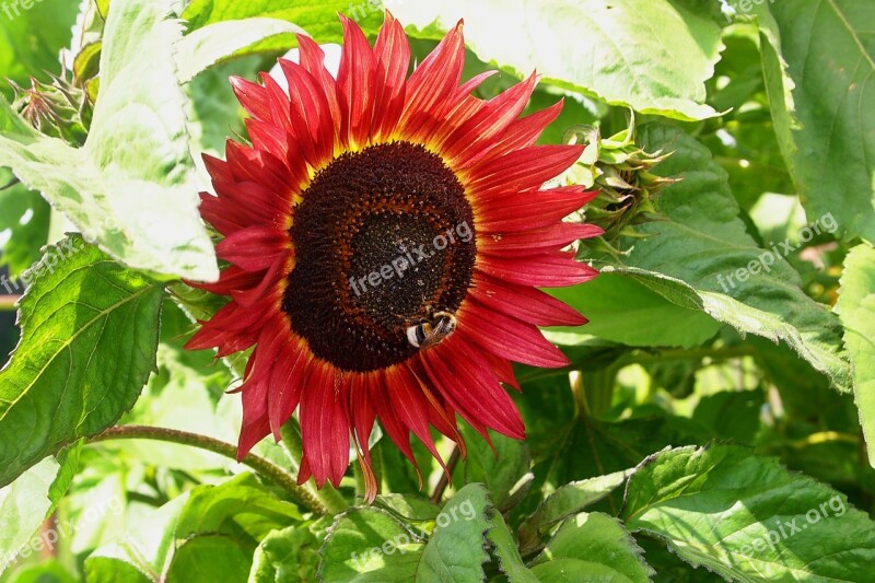 Red Sunflower Bumblebee Bloom Garden Nature