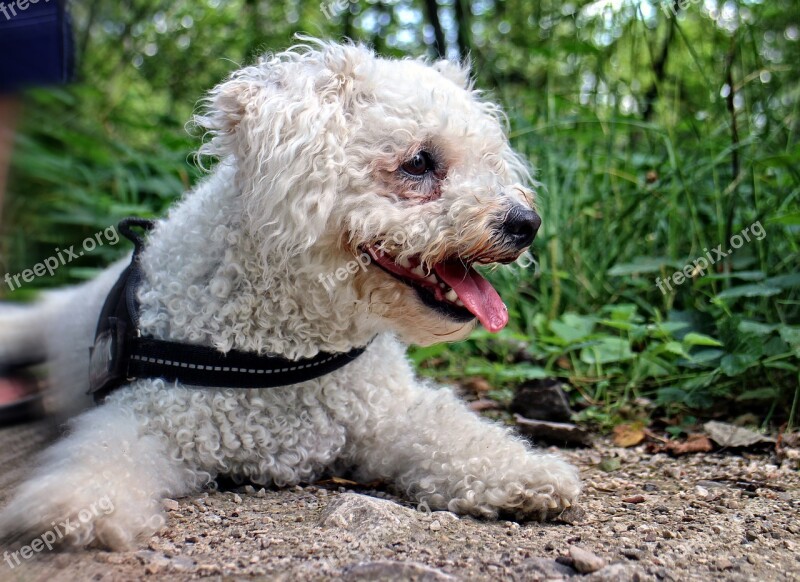 Bichon Frise Bichoh Dog Head Portrait