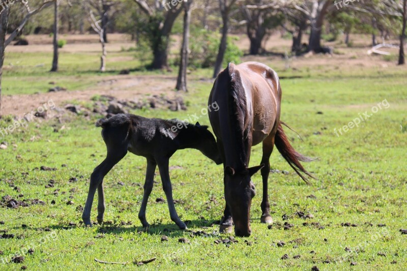 Horse Mare Foal Free Photos