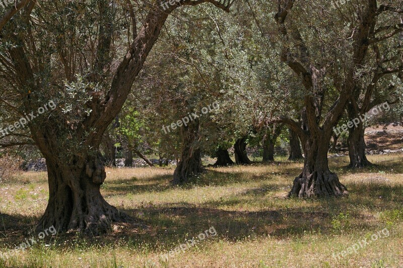 Olive Trees Old Olive Tree Log Wood