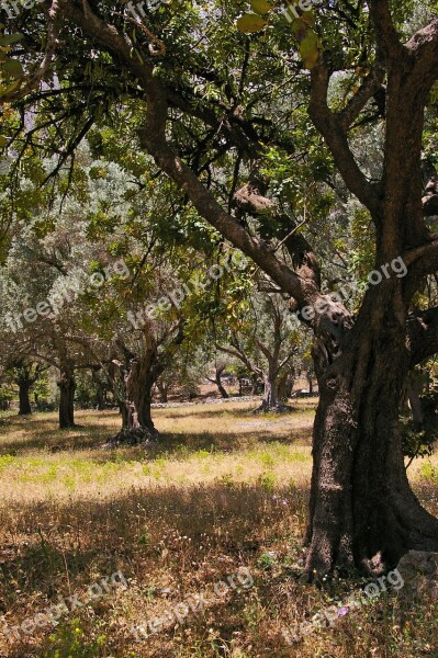 Olive Trees Old Olive Tree Log Wood