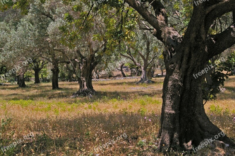 Olive Trees Old Olive Tree Log Wood