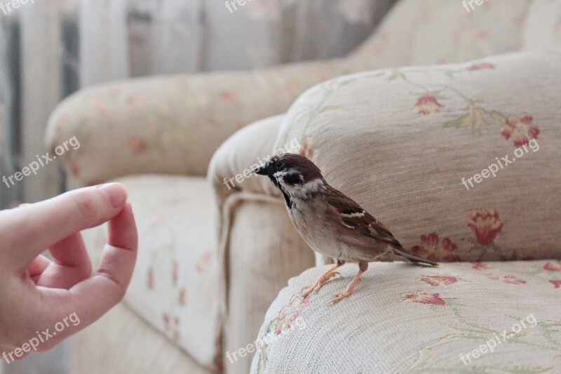 Sparrow House Bird Birds Sparrows