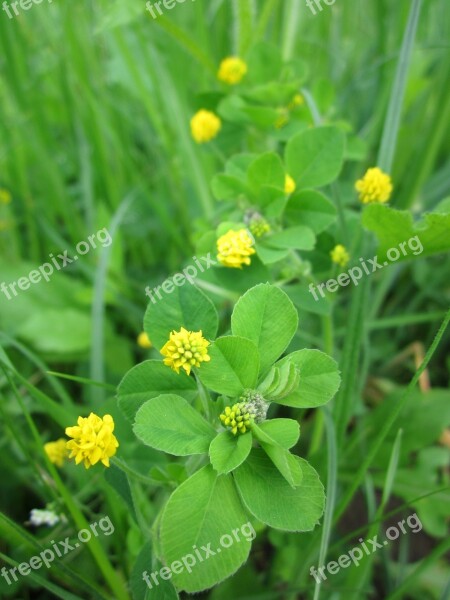 Medicago Lupulina Black Medick Nonesuch Hop Clove Wildflower