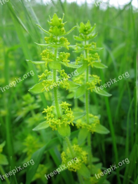 Cruciata Laevipes Crosswort Smooth Bedstraw Luc Na Croise Wildflower