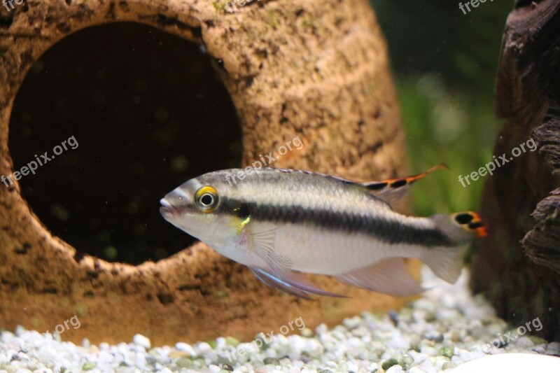 Fish Perch Aquarium Freshwater Fish Water