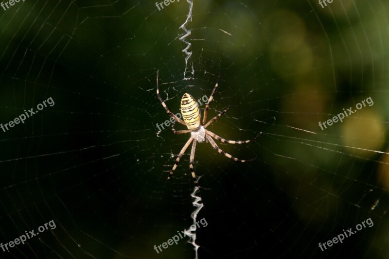 Spider Spider Web Insecta Free Photos