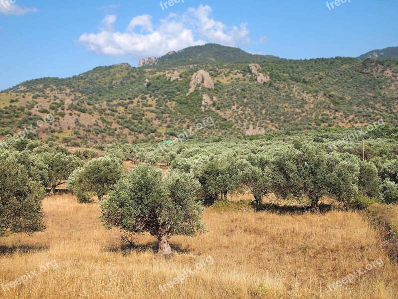 View Olive Trees Mountains Sky Greece