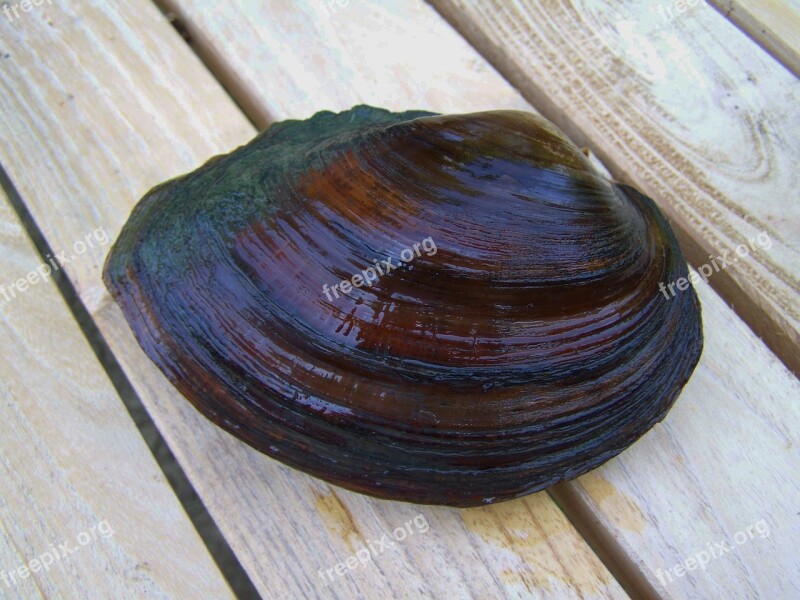 Shells Freshwater Mussels Aquatic Animal Free Photos