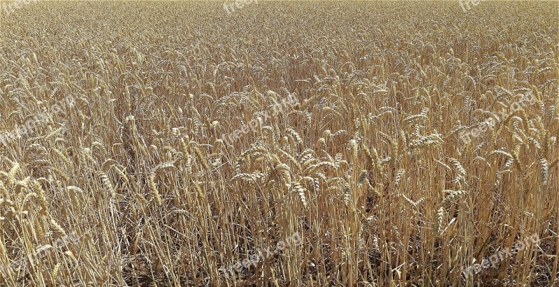 Field Cereals Agriculture Nature Field Crops