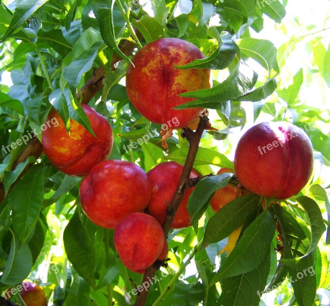 Red Peach Ripe Fruit Summer Free Photos