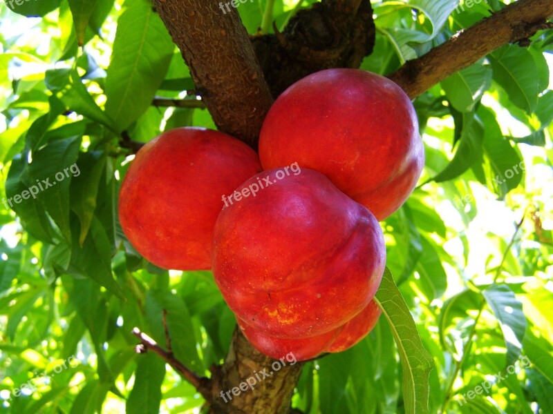 Red Peach Ripe Fruit Summer Free Photos