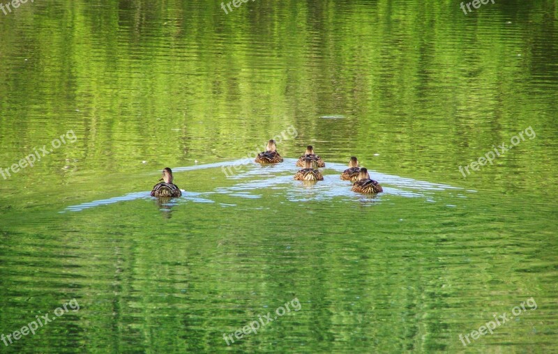 Mallard Ducks Mallard Waterfowl Free Photos